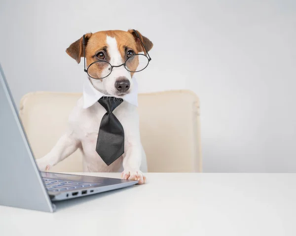 Portrait d'un chien Jack Russell terrier dans des lunettes et une cravate fonctionne pour un ordinateur portable sur un fond blanc — Photo