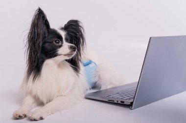 Akıllı köpek papillon cins beyaz arka planda dizüstü bilgisayarda çalışır. Continental Spaniel kablosuz bilgisayar kullanıyor..