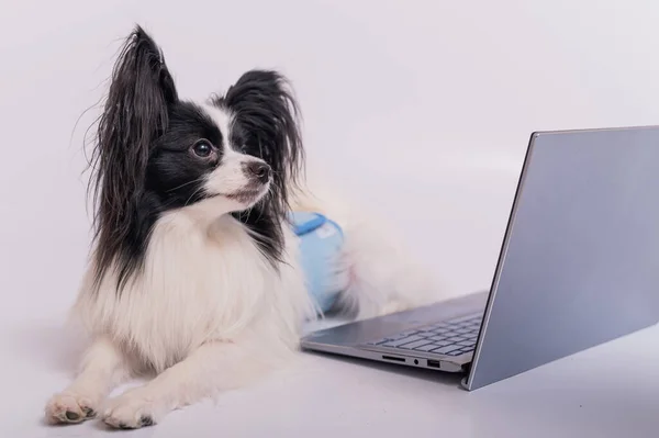 Умная порода собачьих сосочков работает на ноутбуке на белом фоне. Континентальный спаниель использует беспроводной компьютер. — стоковое фото