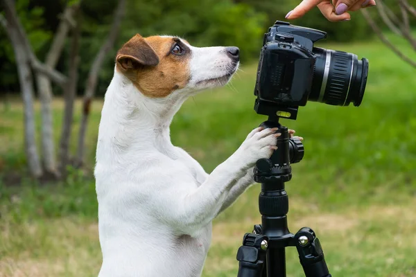 Dog jack russell terrier takes pictures on camera on a tripod outdoors. — Stock Photo, Image