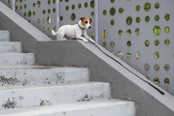 Triste assustado cão perdido jack russell terrier sentado nas escadas sozinho ao ar livre — Fotografia de Stock