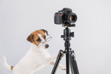 Gözlüklü köpek Jack Russell Terrier beyaz arka planda bir tripodun üzerinde fotoğraf çekiyor.