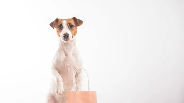 Venta de compra de perros. Jack Russell terrier y diferentes bolsas de papel sobre un fondo blanco — Foto de Stock