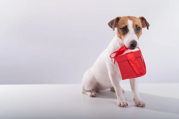 Retrato de un lindo perro gato russell terrier sosteniendo una caja de regalo en su boca sobre un fondo blanco. — Foto de Stock
