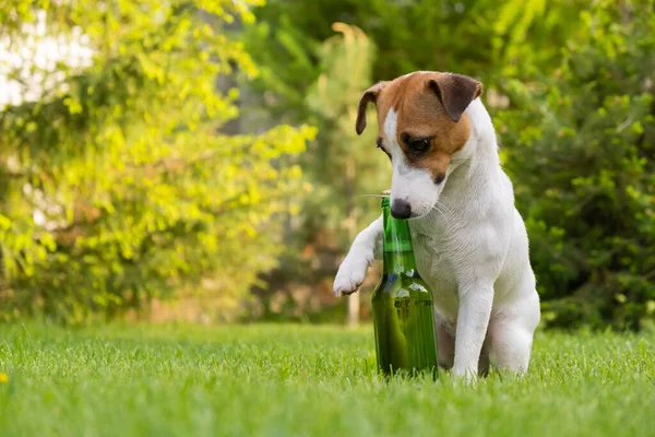 Dog holding a bottle of beer outdoors.