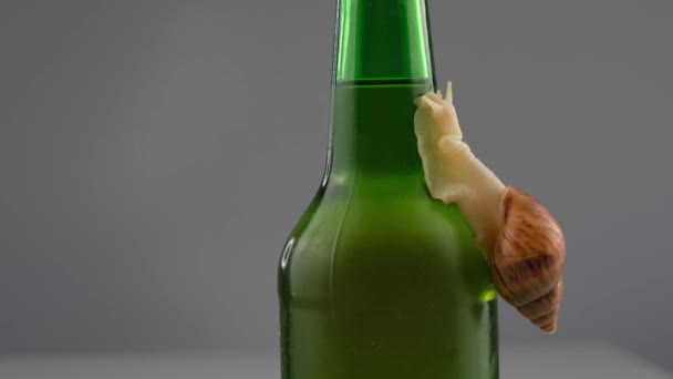 Gros plan d'un escargot rampant sur une bouteille de bière en verre en studio. — Video