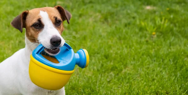 Dog Jack Russell Terrier fica no gramado e segura uma lata de rega — Fotografia de Stock