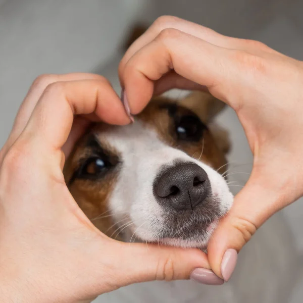 Jack Russell terrier hund munkorg och kvinnliga händer i form av ett hjärta. — Stockfoto