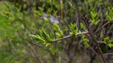İlkbaharda bir leylak ağacının ilk şişmiş tomurcuklarının yakın çekimi.