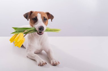 Beyaz bir arka planda, ağzında sarı laleler olan Jack Russell Terrier 'in portresi. Uluslararası Kadınlar Günü 'nü kutlayan köpek