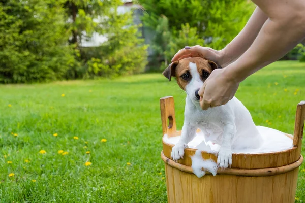 Kobieta myje psa Jack Russell Terrier w drewnianej wannie na zewnątrz. Gospodyni pomaga zwierzęciu wziąć kąpiel.. — Zdjęcie stockowe