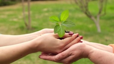 Genç bir kadın, elma ağacını yaşlı bir annenin avuçlarına bırakır..