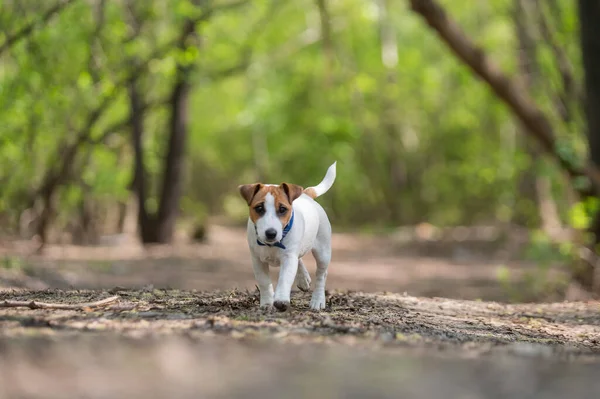 Zagubiony pies Jack Russell Terrier w lesie — Zdjęcie stockowe