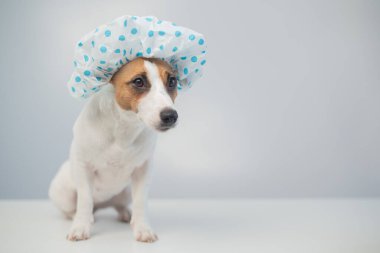 Komik dost canlısı köpek Jack Russell Terrier beyaz bir arka planda duş bonesiyle banyo yapıyor. Boşluğu kopyala