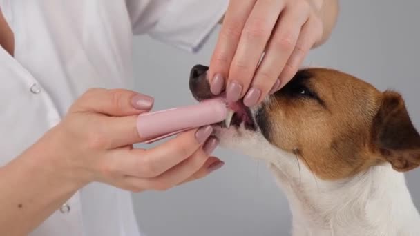 彼女の指にそれを置く特別なブラシで犬のジャック・ラッセル・テリアの歯を磨く女性獣医師. — ストック動画