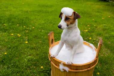 Köpek dışarıda ahşap bir küvette yıkanır. Jack Russell Terrier arka bahçede köpük banyosu yapıyor.