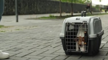 Kadın Jack Russell Terrier 'ın güvenli seyahat kutusundan dışarı çıkmasına izin veriyor..