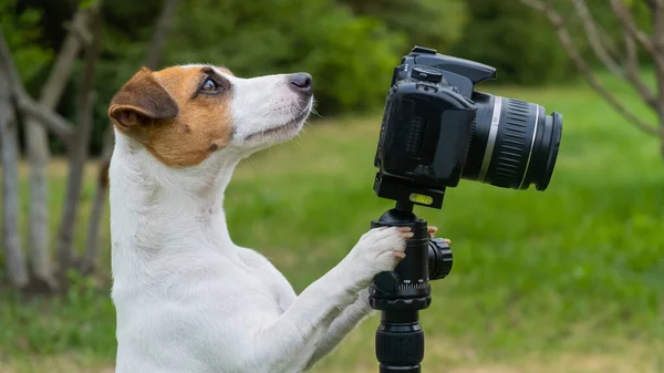 Dog jack Russell Terrier robi zdjęcia na statywie na zewnątrz. — Zdjęcie stockowe