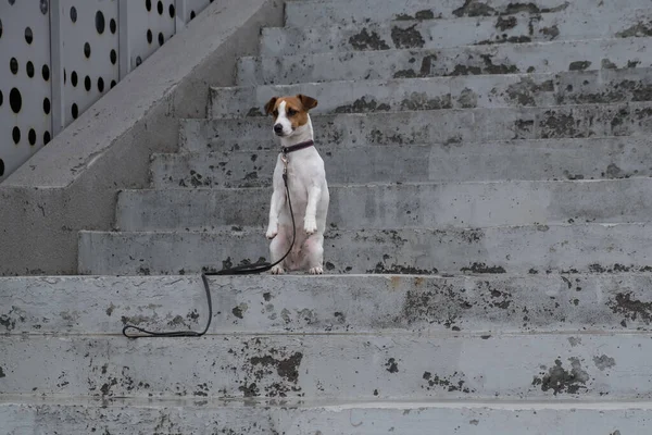 Sad frightened lost dog jack russell terrier sitting on the stairs alone outdoors — Stock Photo, Image