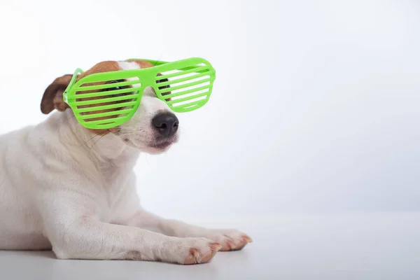 Jack Russell cão terrier em óculos verdes elegantes em um fundo branco. — Fotografia de Stock