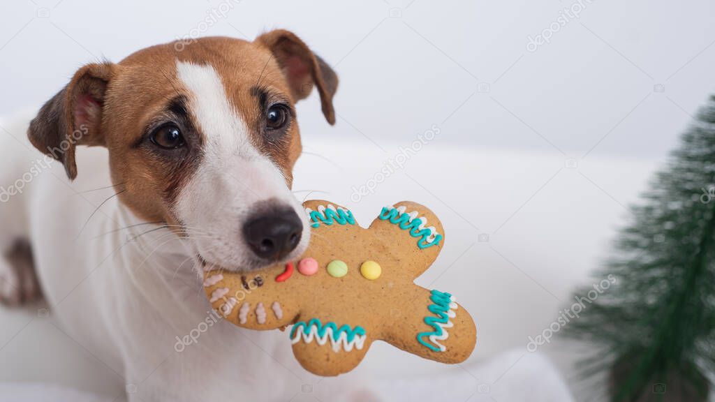 Jack russell terrier dog holds a christmas cookie in his mouth