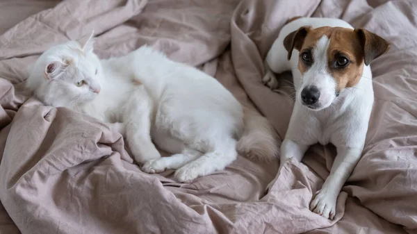 Vit fluffig katt och hund jack russell terrier ligger i sängen. Kärlek mellan husdjur. — Stockfoto