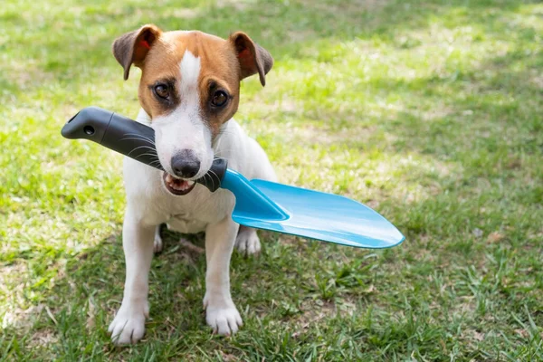 개는 삽으로 도구를 들고 있습니다. 잭 루셀 테리어는 정원사 도구를 가지고 있으며 농사를 짓고 있다 — 스톡 사진