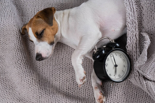 Собака Джек Рассел терьер спит в объятиях с будильником под серым одеялом.
