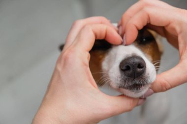 Jack Russell terrier köpek ağızlığı ve kalp şeklinde kadın elleri..