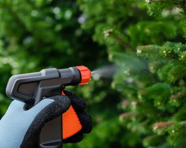 Il giardiniere spruzza l'albero da. — Foto Stock