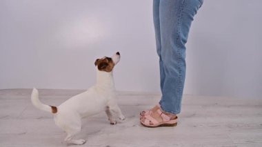 Köpek Jack Russell Terrier stüdyoda beyaz bir arka planda yemek yakalıyor..