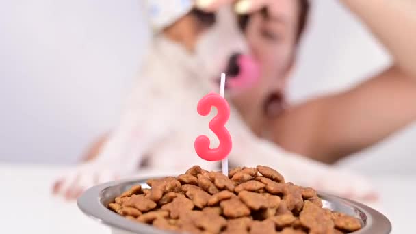 Mujer caucásica y jack russell terrier en gorras de vacaciones mirar a un tazón de comida seca con una vela. El perro y el dueño celebran su tercer cumpleaños. — Vídeo de stock