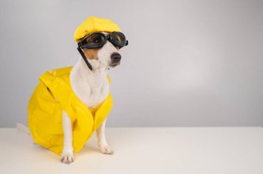 Beyaz arka planda dalış gözlüğü ve bilardo şapkası olan can yeleği giymiş Jack Russell Terrier 'in portresi..
