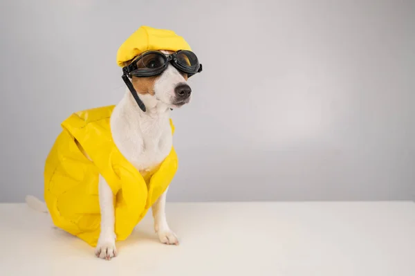 Portrait of jack russell terrier dog in life jacket with diving goggles and pool cap on white background. — Stock Photo, Image