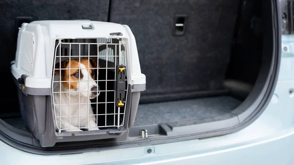 Jack Russell Terrier perro se sienta en una caja de viaje en el maletero de un coche. Viajar con una mascota —  Fotos de Stock