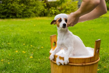 Kadın köpeği Jack Russell Terrier 'ı dışarıda tahta bir küvette yıkıyor. Ev sahibesi evcil hayvanın banyo yapmasına yardım eder..