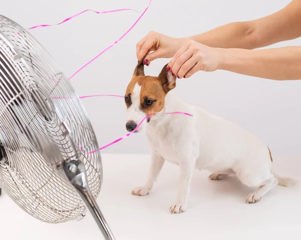 Jack Russell Terrier disfruta de la brisa refrescante de un ventilador eléctrico sobre un fondo blanco. Mujer sostiene orejas de perro para reír — Foto de Stock