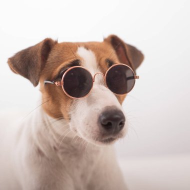 Jack Russell Terrier köpek portresi. Beyaz arka planda güneş gözlüğü takıyor.