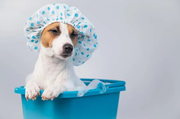 Divertido perro amigable jack russell terrier toma un baño con espuma en una gorra de ducha sobre un fondo blanco. Copiar espacio — Foto de Stock