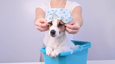 Bir kadın beyaz bir arka planda yıkanmadan önce köpek Jack Russell Terrier 'a duş başlığı takıyor.