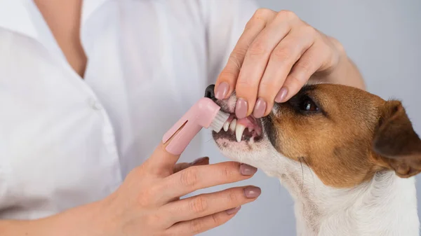 Woman veterinarian brushes the teeth of the dog jack russell terrier with a special brush putting it on her finger. — Stock Photo, Image