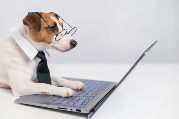 Smart chien jack russell terrier dans une cravate et des lunettes se trouve à un ordinateur portable sur un fond blanc. — Photo