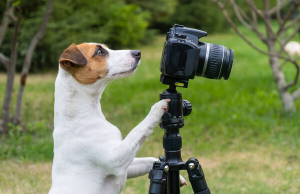 Собака Джек Рассел терьер делает снимки на камеру на треноге на открытом воздухе.