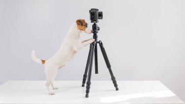 Gözlüklü köpek Jack Russell Terrier beyaz arka planda bir tripodun üzerinde fotoğraf çekiyor.