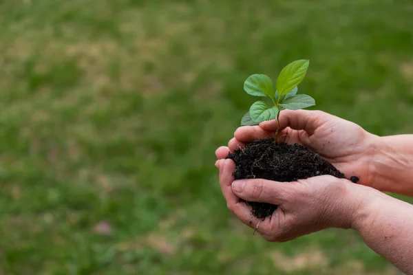 Close-up van een oudere vrouw handen met een appelboom spruit. Grootmoeder houdt een plant buiten. — Stockfoto