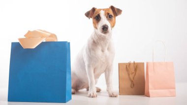 Köpek alışverişi. Jack Russell Terrier ve beyaz arka planda farklı kese kağıtları.