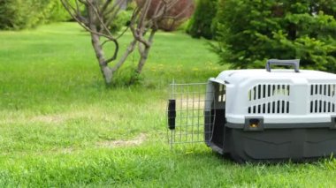 Jack Russell Terrier köpeği çimenlikte seyahat gemisine girer..