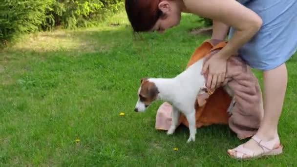Kobieta wyciera ręcznikiem swojego psa Jacka Russella Terriera po myciu na trawniku. — Wideo stockowe