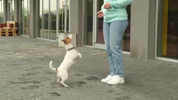 Mujer caucásica entrena a su perro al aire libre. El propietario enseña a Jack Russell Terrier nuevos trucos — Vídeos de Stock