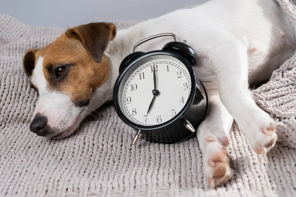 Köpek Jack Russell Terrier gri bir battaniyenin altında çalar saatle kucağında uyur..